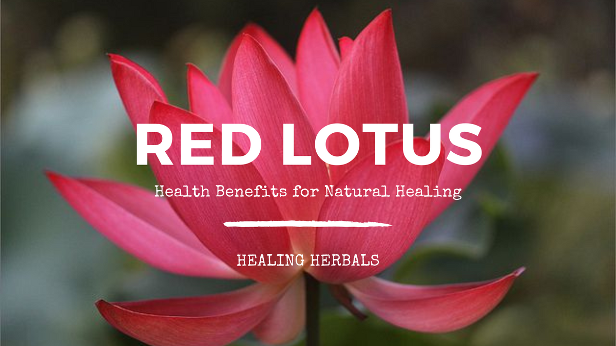 Red lotus, from an article on its traditional use, compounds and forms