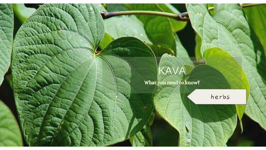 What You Need to Know About Kava?