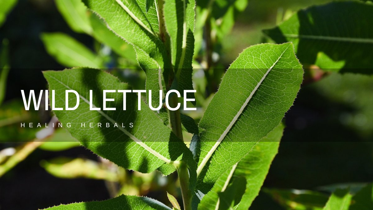 Wild lettuce extract, from an article on its benefits