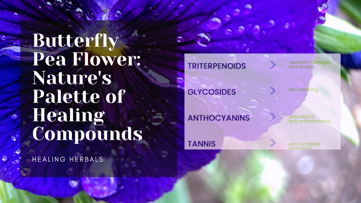 Butterfly pea flower, from an article on its pigments and plant compounds