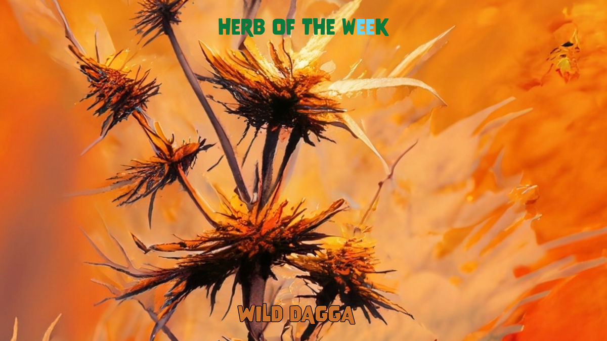 Wild dagga, Leonotis leonurus, from an article on South Africa's lion's tail