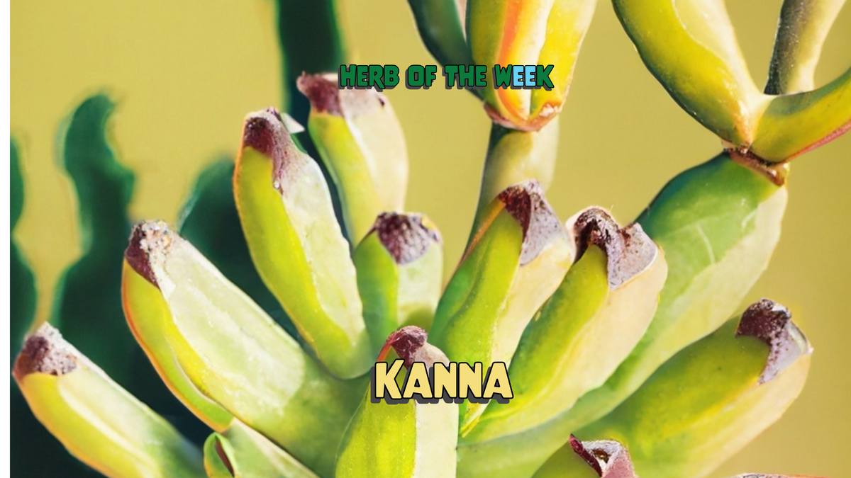 Kanna, from an article on South Africa's mood-boosting herb