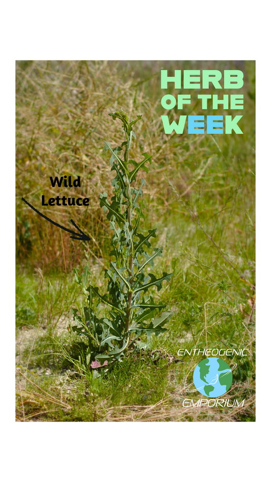 Wild Lettuce: A Natural Pain Reliever in Focus