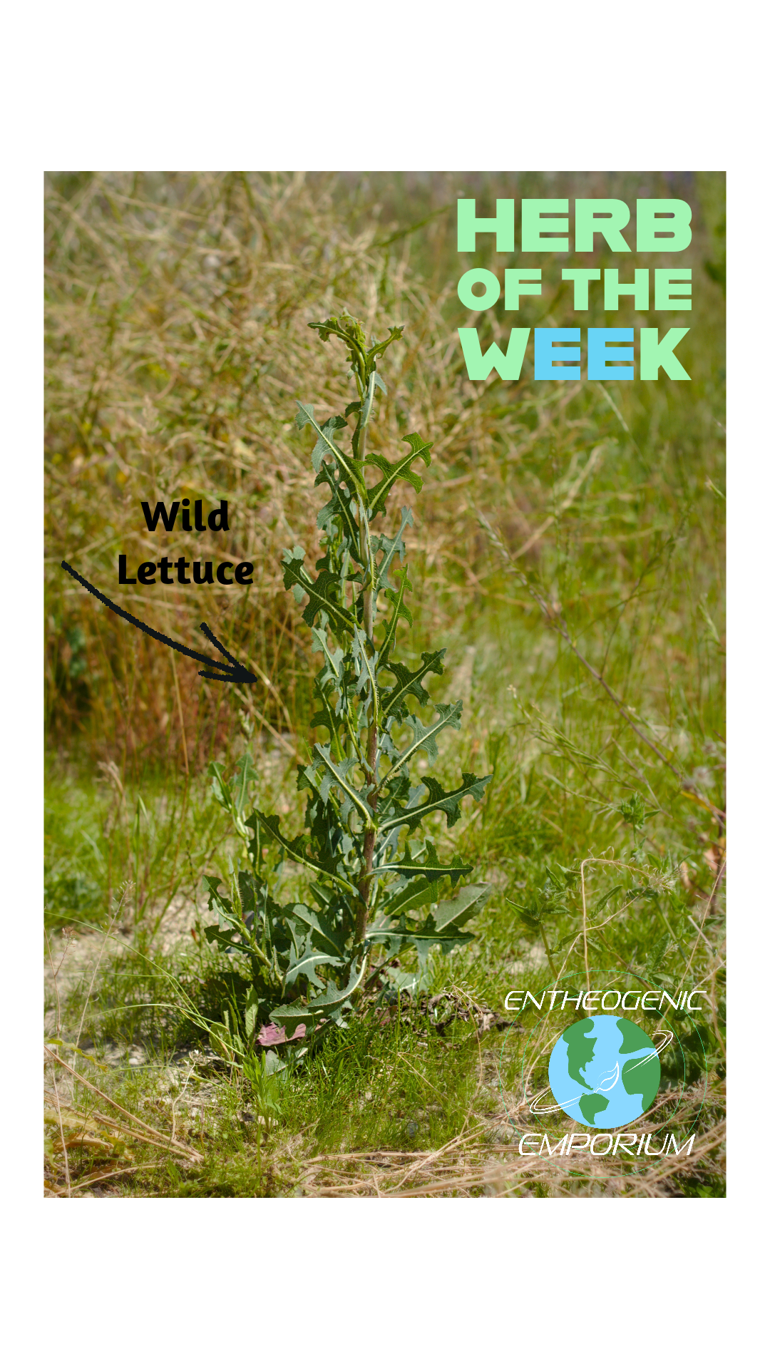 Wild lettuce, from an article on its traditional use, compounds and forms