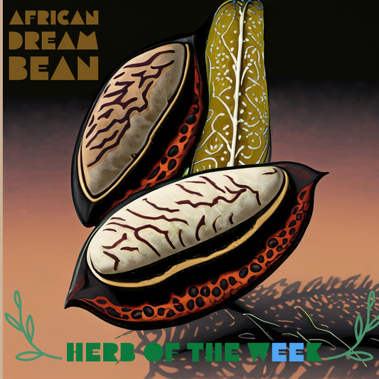Exploring the Ethnobotany of the African Dream Bean