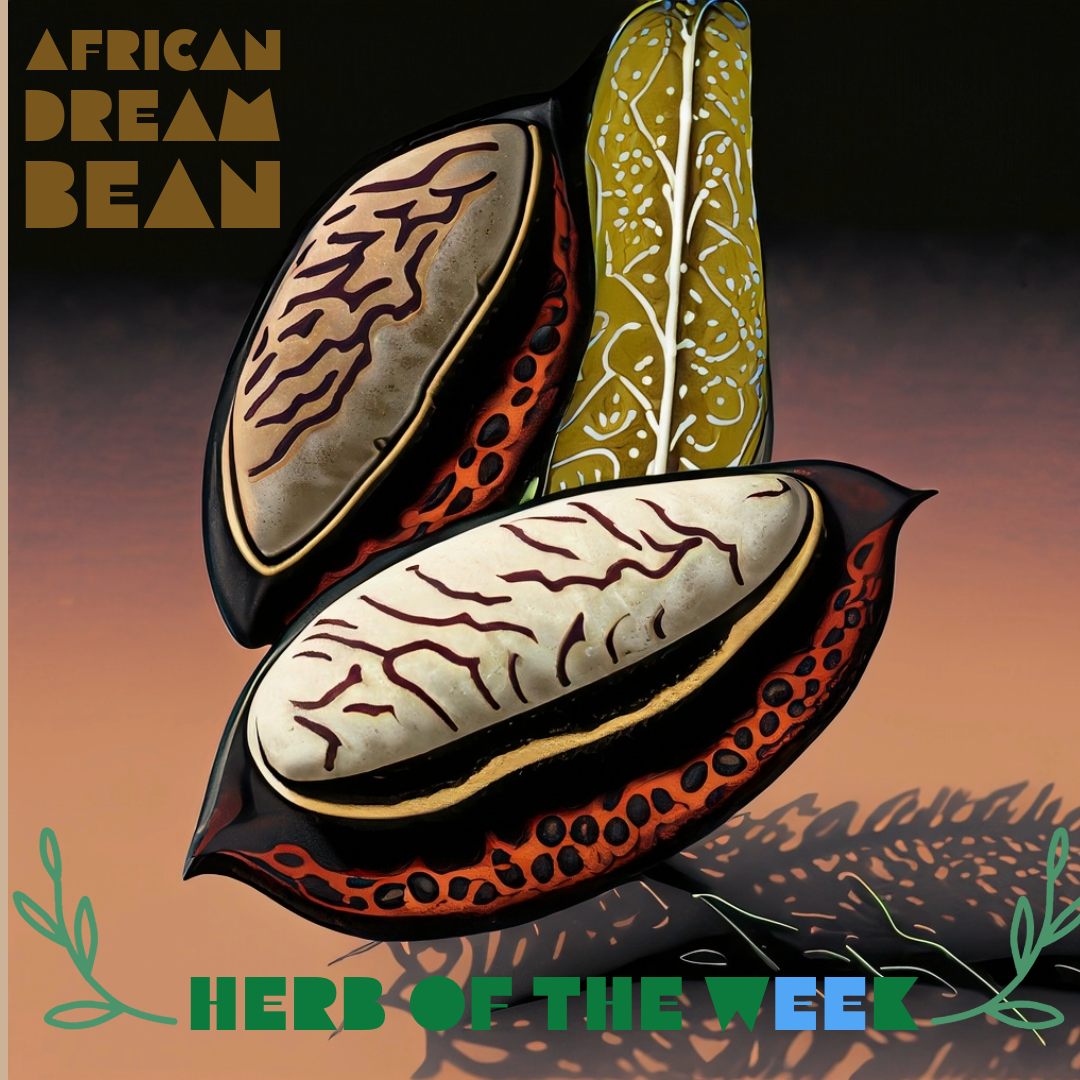 African dream bean, from an article on its ethnobotany