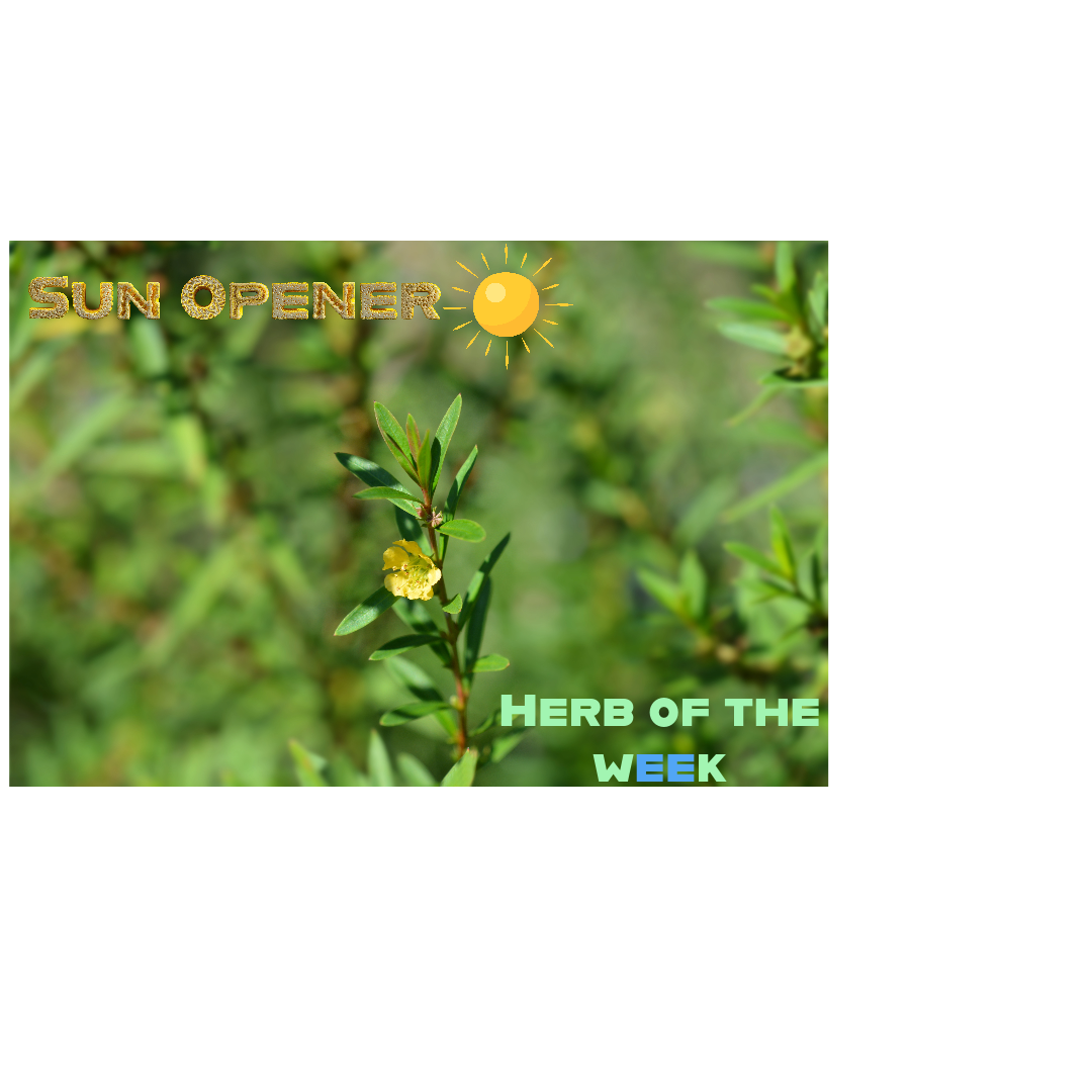 Sun opener herb, Heimia salicifolia, from an herb of the week article