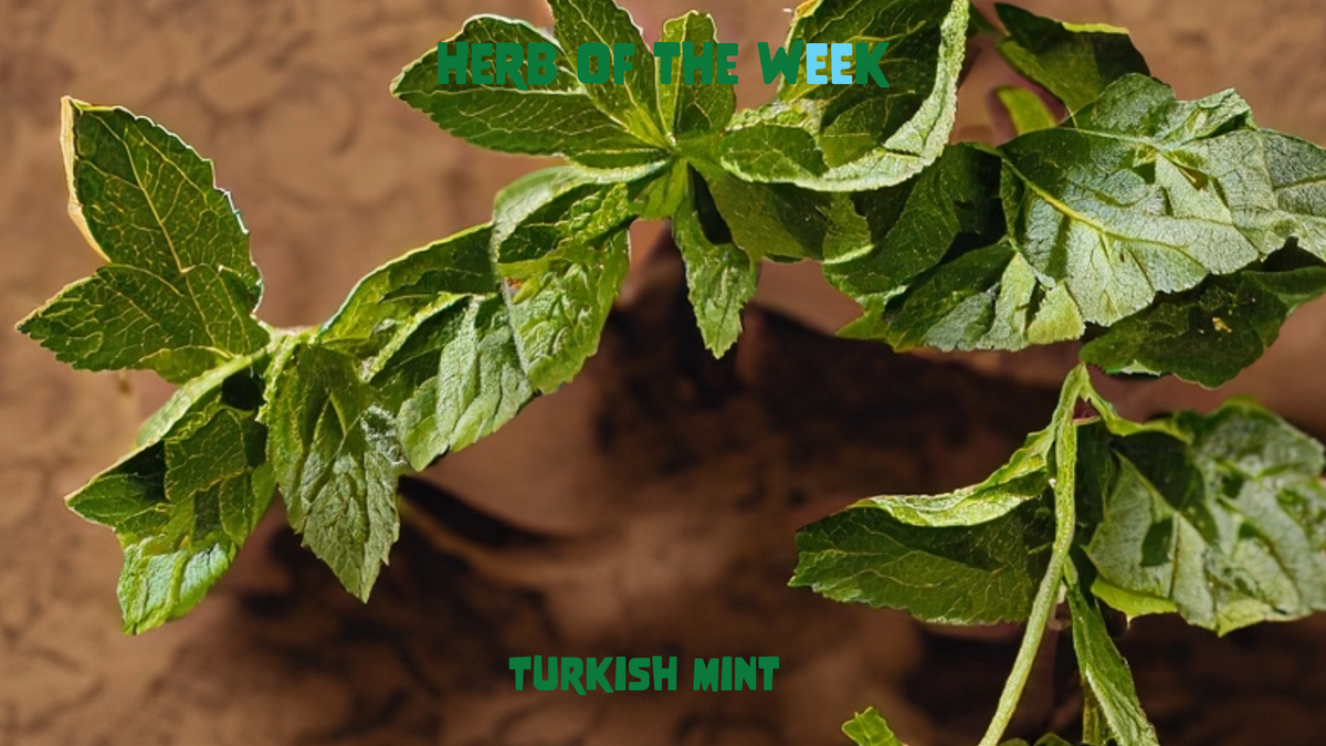 Turkish mint, from an article on its tradition and taste