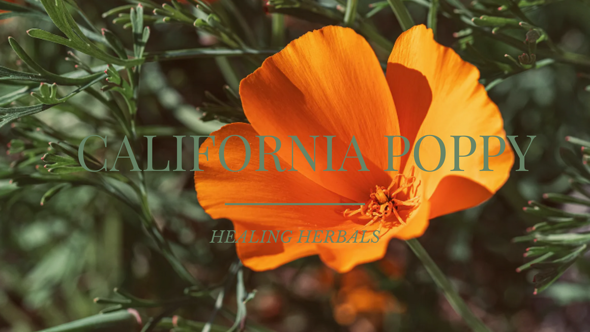 California poppy, from an article on its traditional use and common forms
