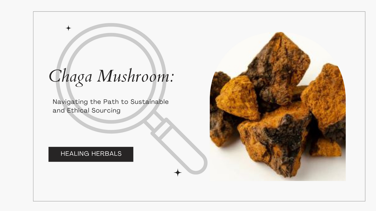 Chaga mushroom, from an article on sustainable and ethical sourcing