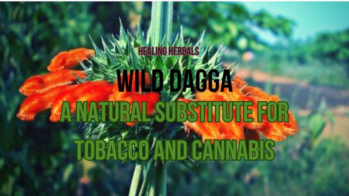 Wild dagga, from an article on it as a tobacco and cannabis substitute
