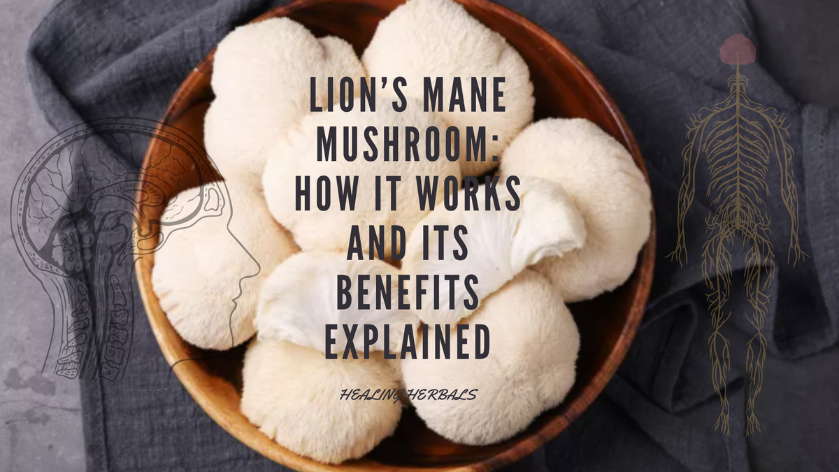 Lion's mane mushroom, from an article on how it works and its benefits
