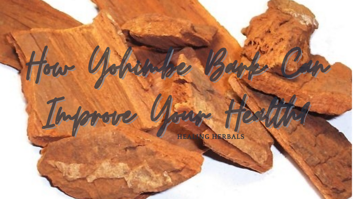Yohimbe bark, from an article on how yohimbe bark can support health