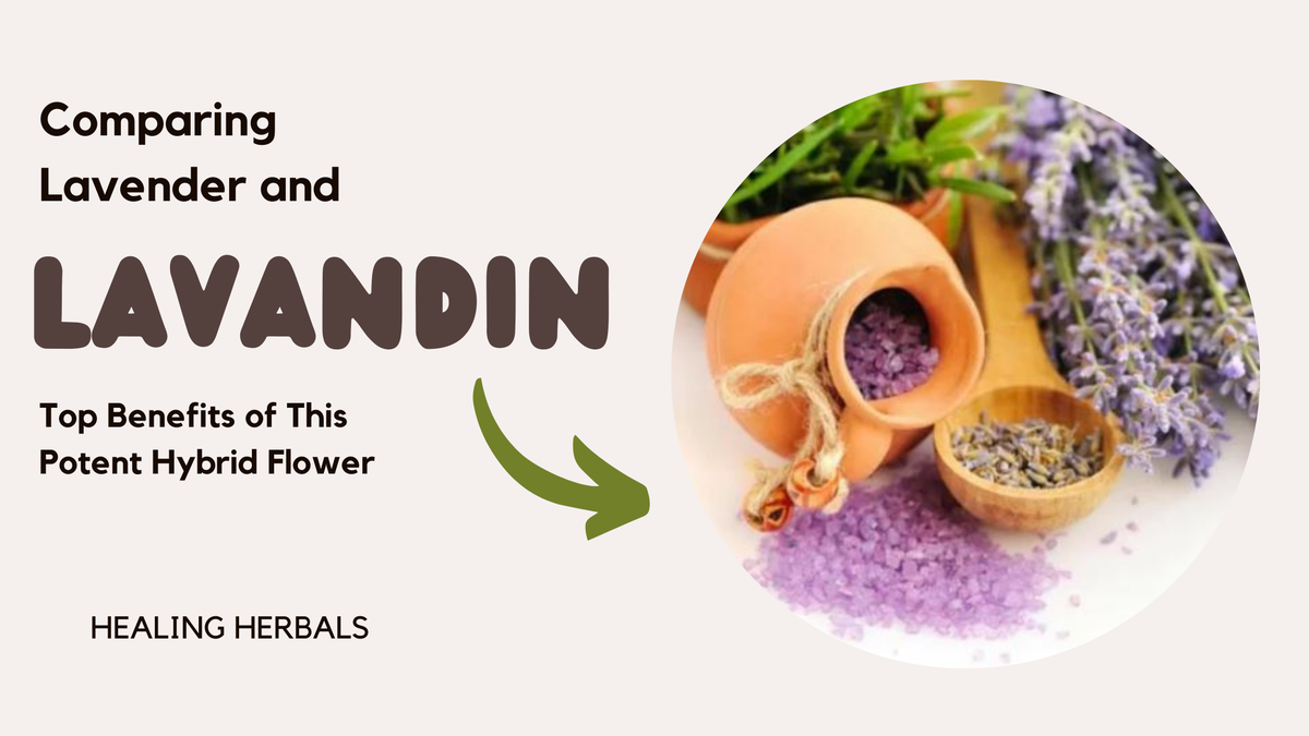 Lavandin flowers, from an article comparing lavandin and lavender