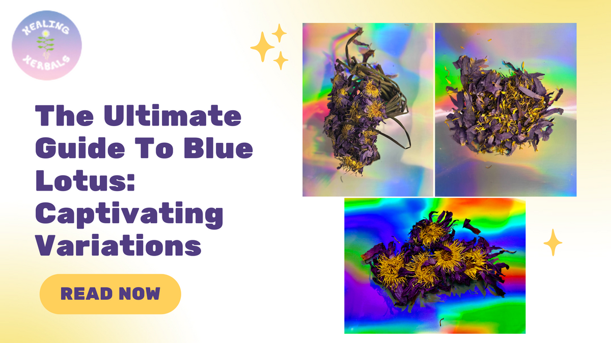 Blue lotus flowers, from a guide to blue lotus variations