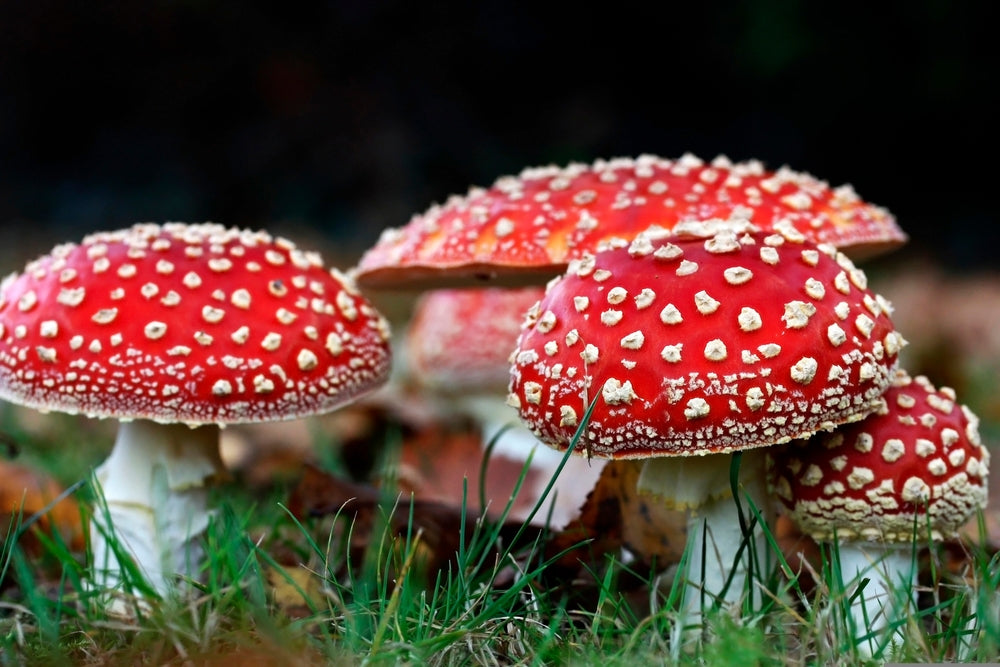 Amanita mushrooms, from an article exploring the world of amanita mushrooms