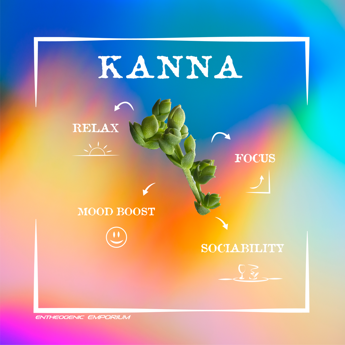 Kanna, from an article on combining kanna with other herbs and supplements