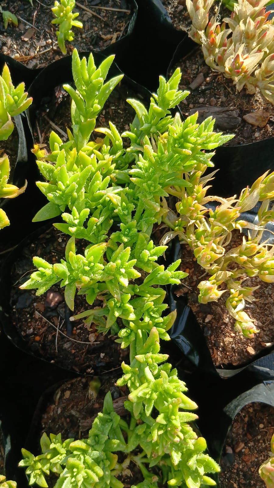 Live Kanna PLant