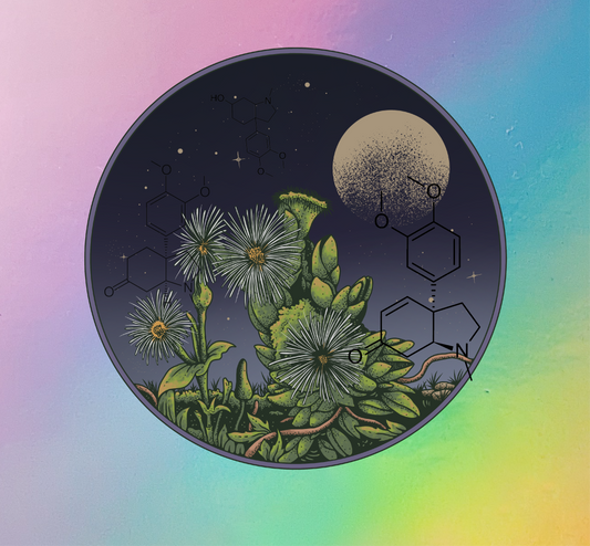 Sceletium: Tapping a web of alkaloids