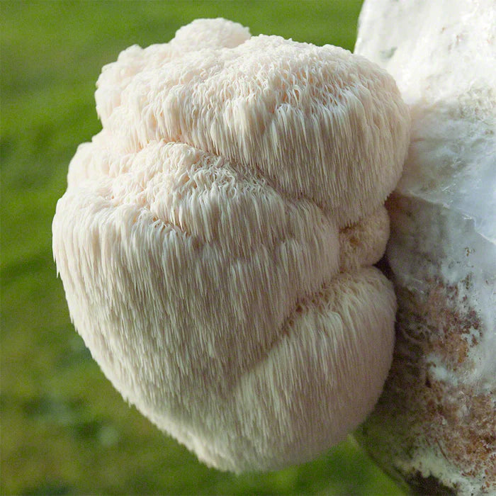Lion's mane mushroom, Hericium erinaceus, from an article on lion's mane