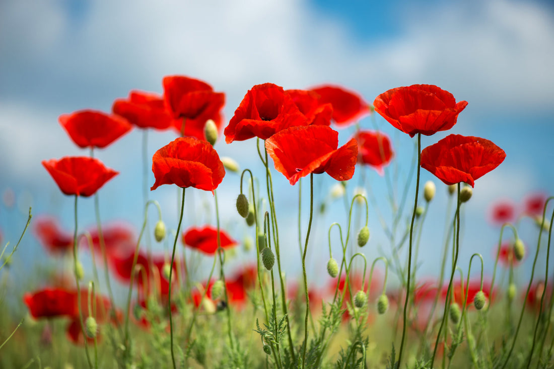 Discovering the Versatility of Natural Healing Herbs