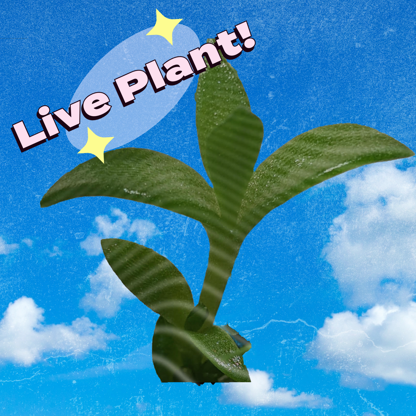 Sceletium Tortuosum Kanna Cutting | Live Plant | Clone