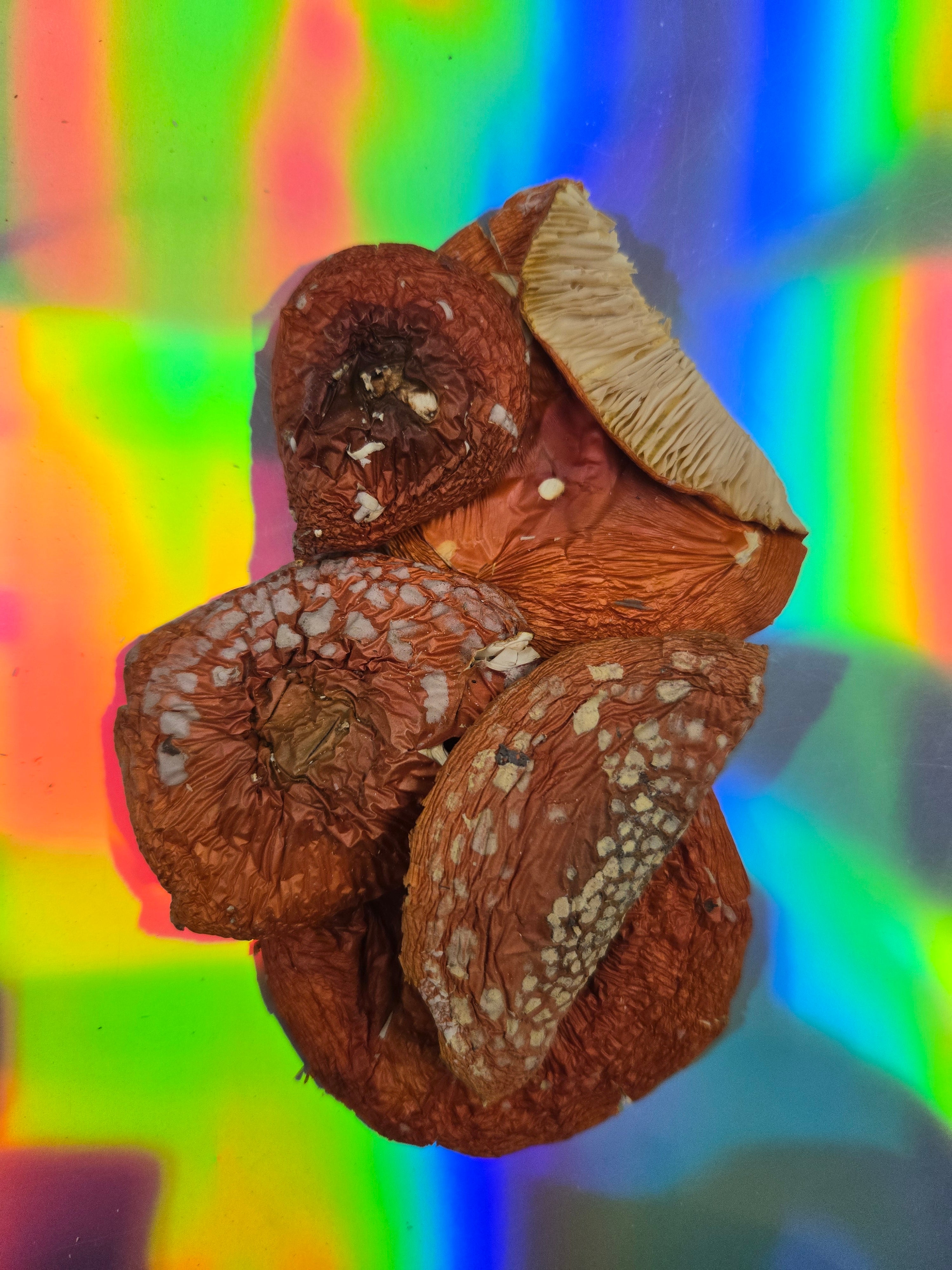 Top-down view of dried Amanita mushroom caps with textured reddish-brown surfaces and visible gills, arranged on a vibrant holographic rainbow background.