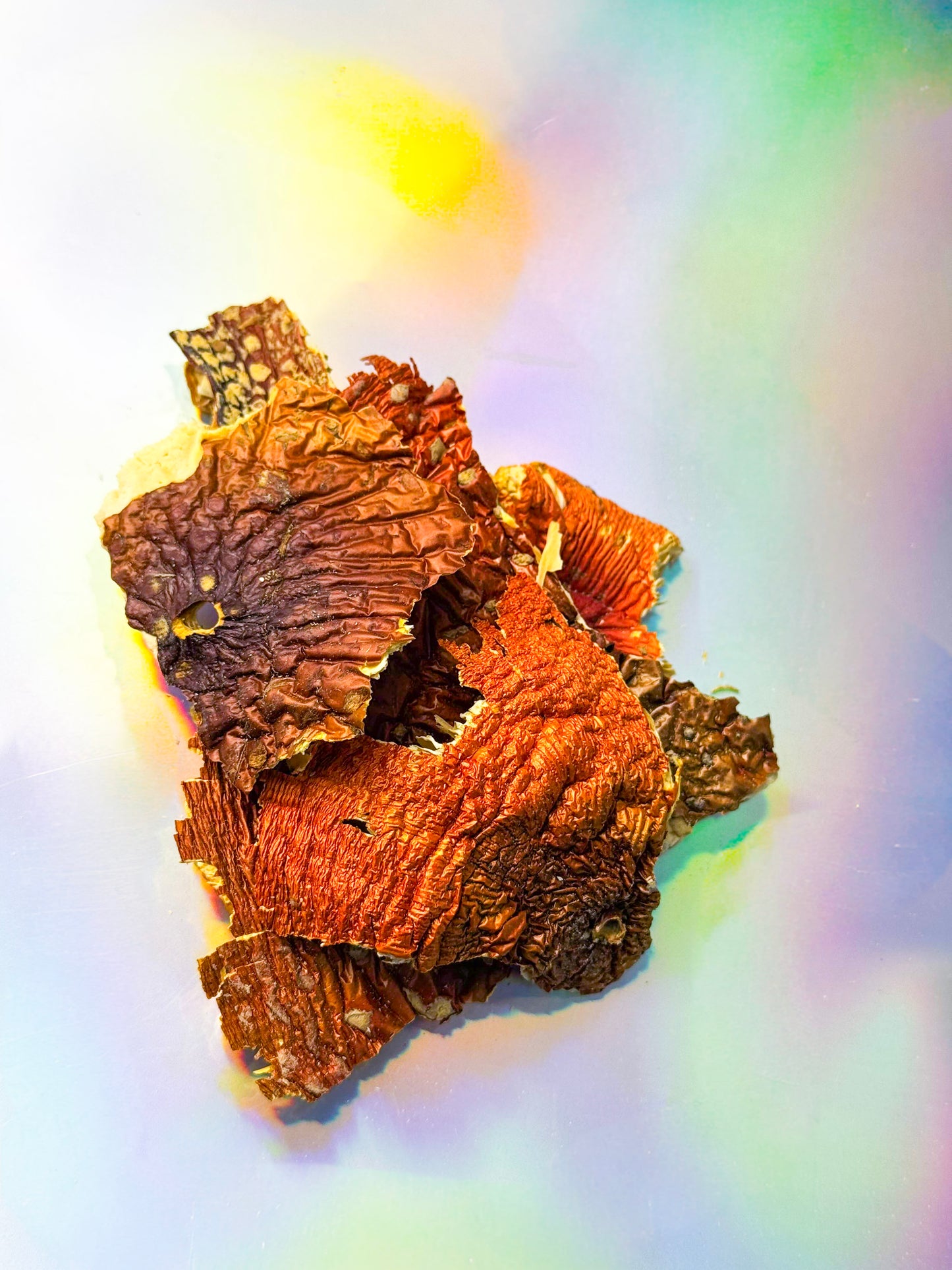 Close-up of dried mushroom pieces with deep reddish-orange and brown caps, showing wrinkled textures and natural gill details, displayed on a light surface with soft rainbow reflections.