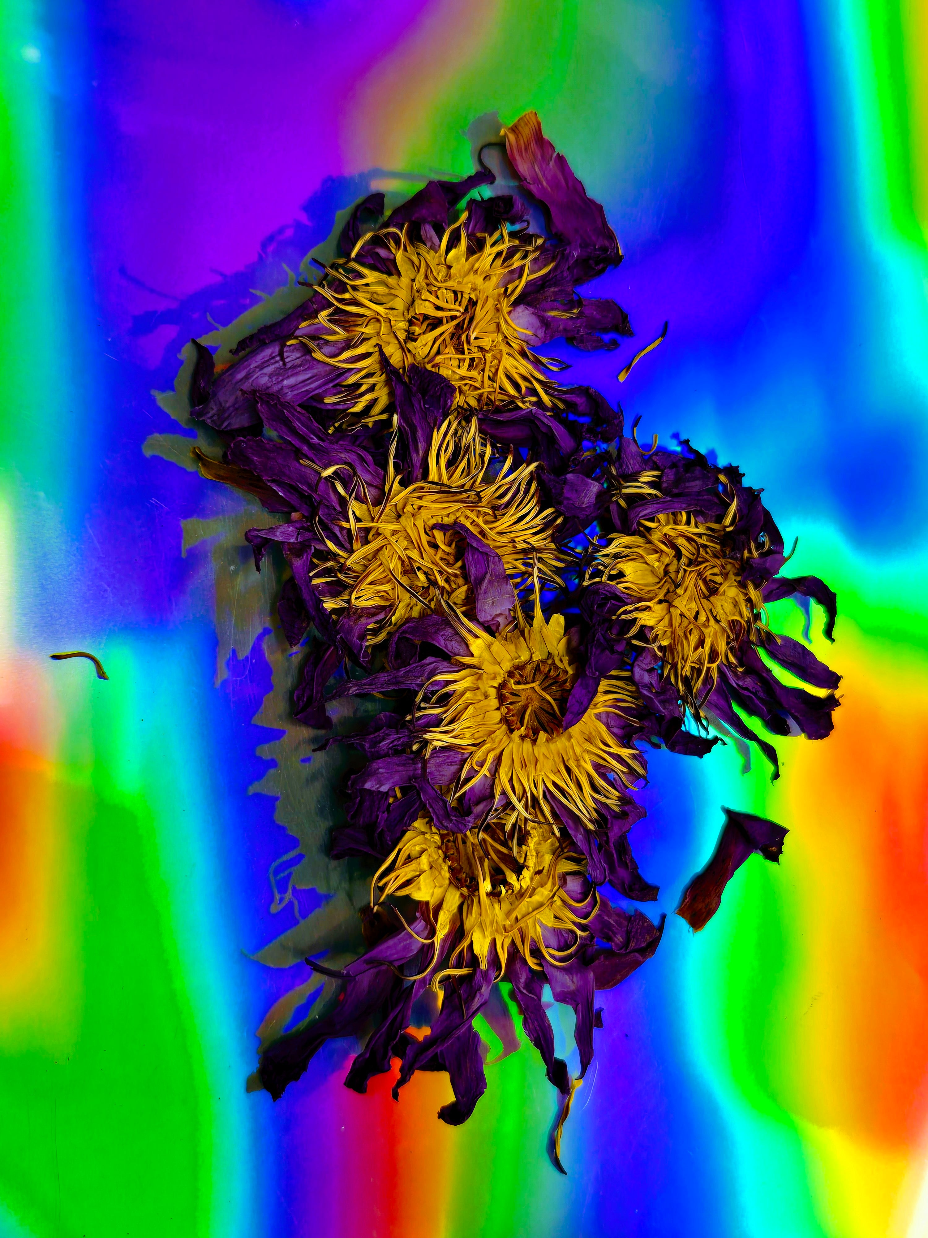 Dried blue lotus (Nymphaea caerulea) loose leaf tea flowers by Healing Herbals, featuring deep purple petals and golden yellow centers arranged on a vibrant iridescent rainbow background.