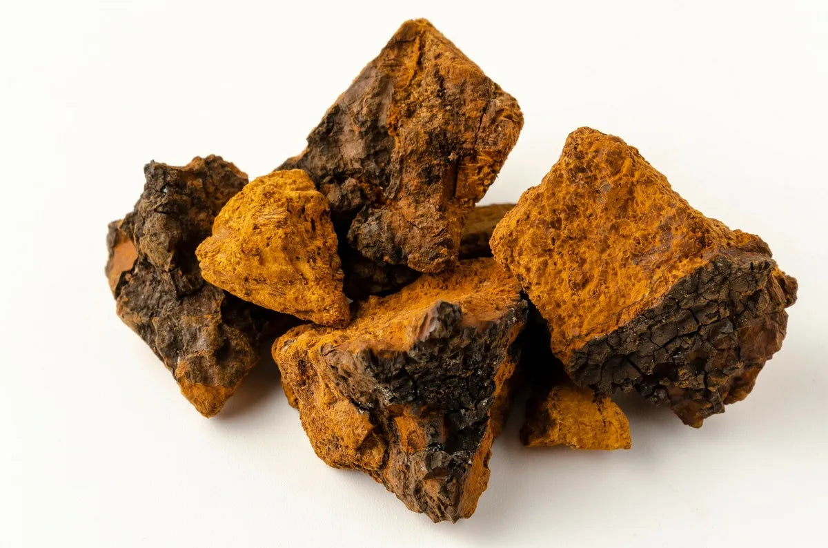 Wild-harvested chaga mushroom chunks showing dark outer crust and vibrant orange-brown interior, isolated on a white background.