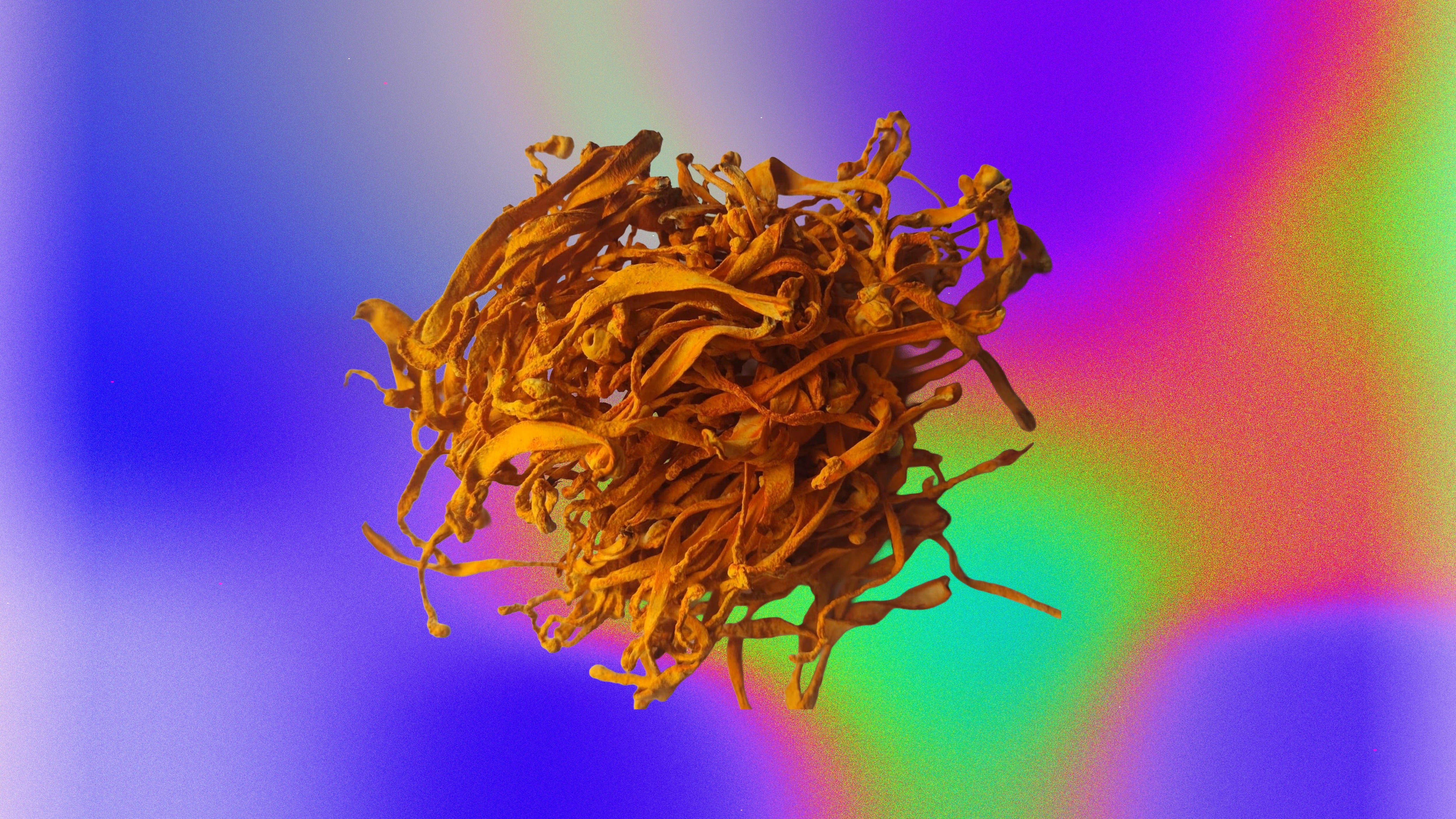 Bundle of dried orange cordyceps mushrooms on a colorful gradient background.
