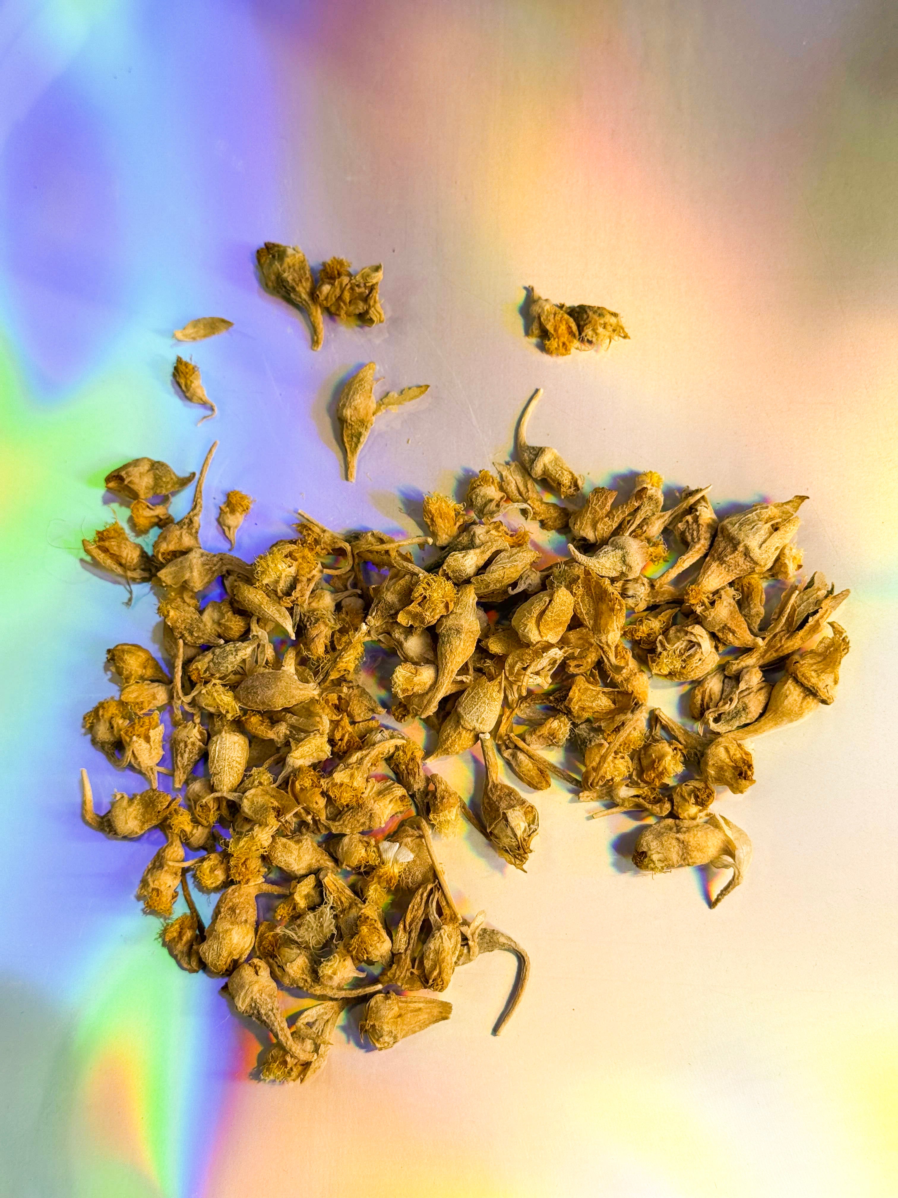 Dried yellow flower buds scattered on a soft iridescent rainbow background, close-up botanical display.