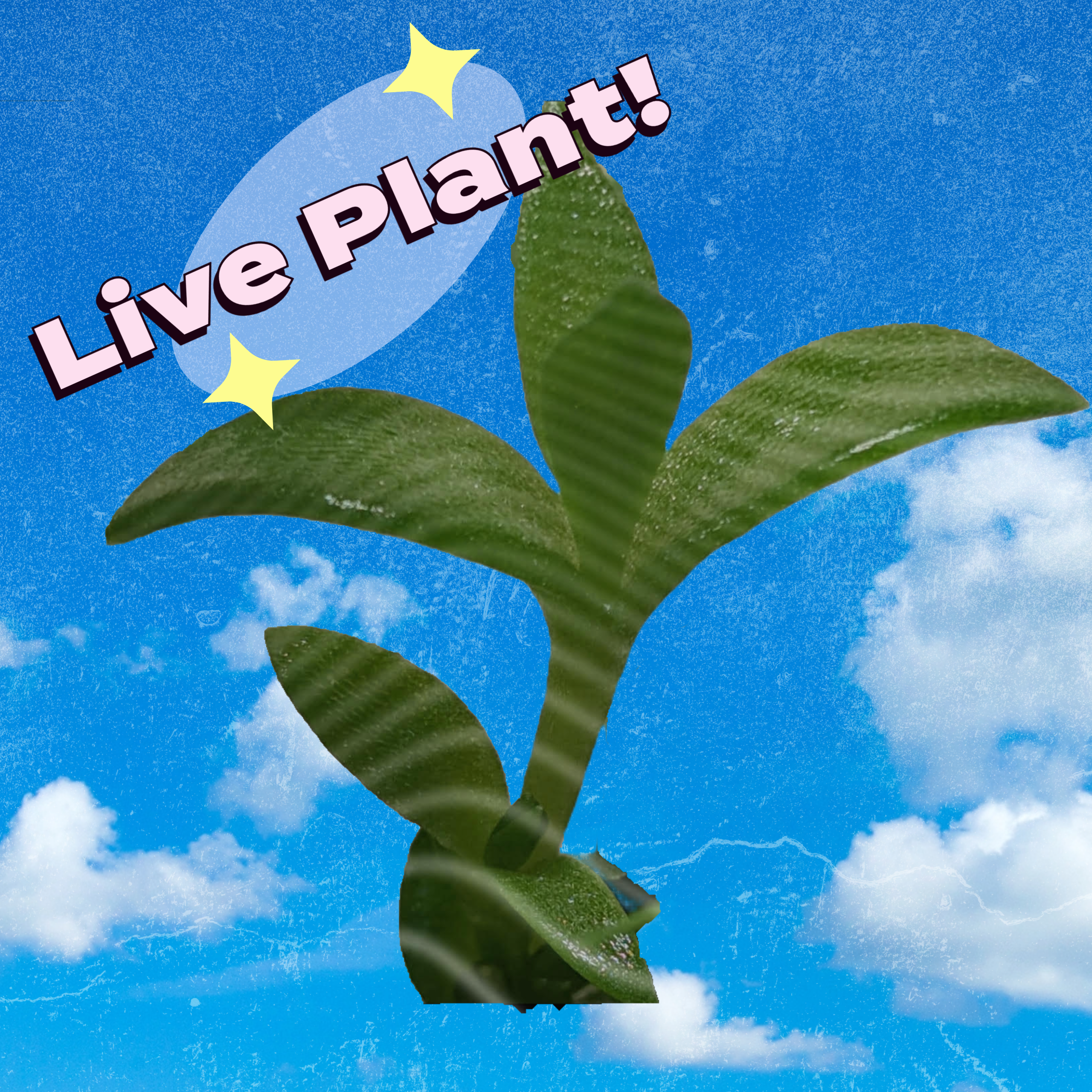 Live kanna plant (Sceletium tortuosum) cutting with fresh green leaves, shown against a bright blue sky background with clouds and graphic text reading “Live Plant!”