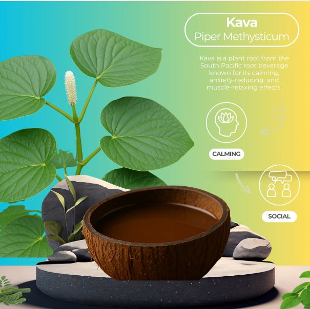 Kava Piper Methysticum Plant By Healing Herbals