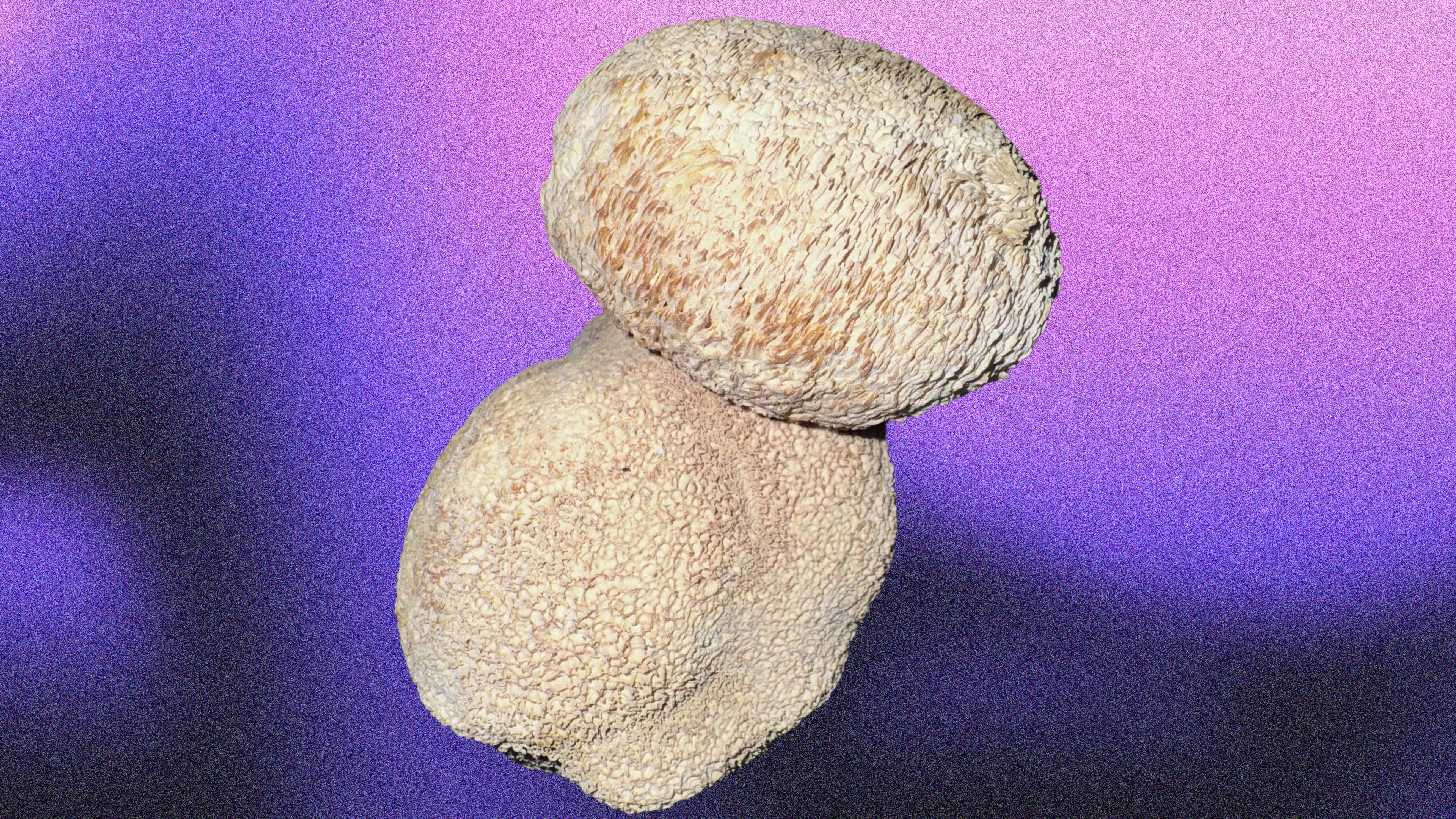 Lions Mane Extract Fruiting Body By Healing Herbals on a colorful gradient. The fruiting body (mushroom) is a white puffy circle with rough drooping spike texture. Two mushrooms are present in the picture, slightly overlapping.