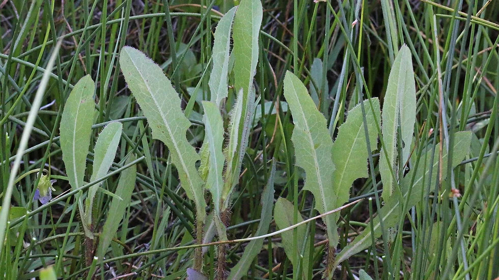 Close-up of organic wild lettuce plants with elongated green leaves growing naturally among grass, representing loose-leaf wild lettuce tea by Healing Herbals in its natural harvested form.