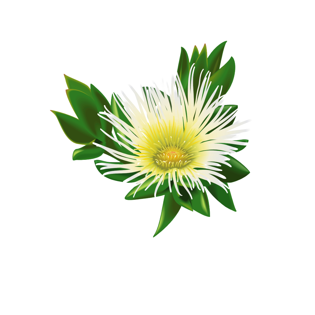 Dried Kanna Flowers (pre order)