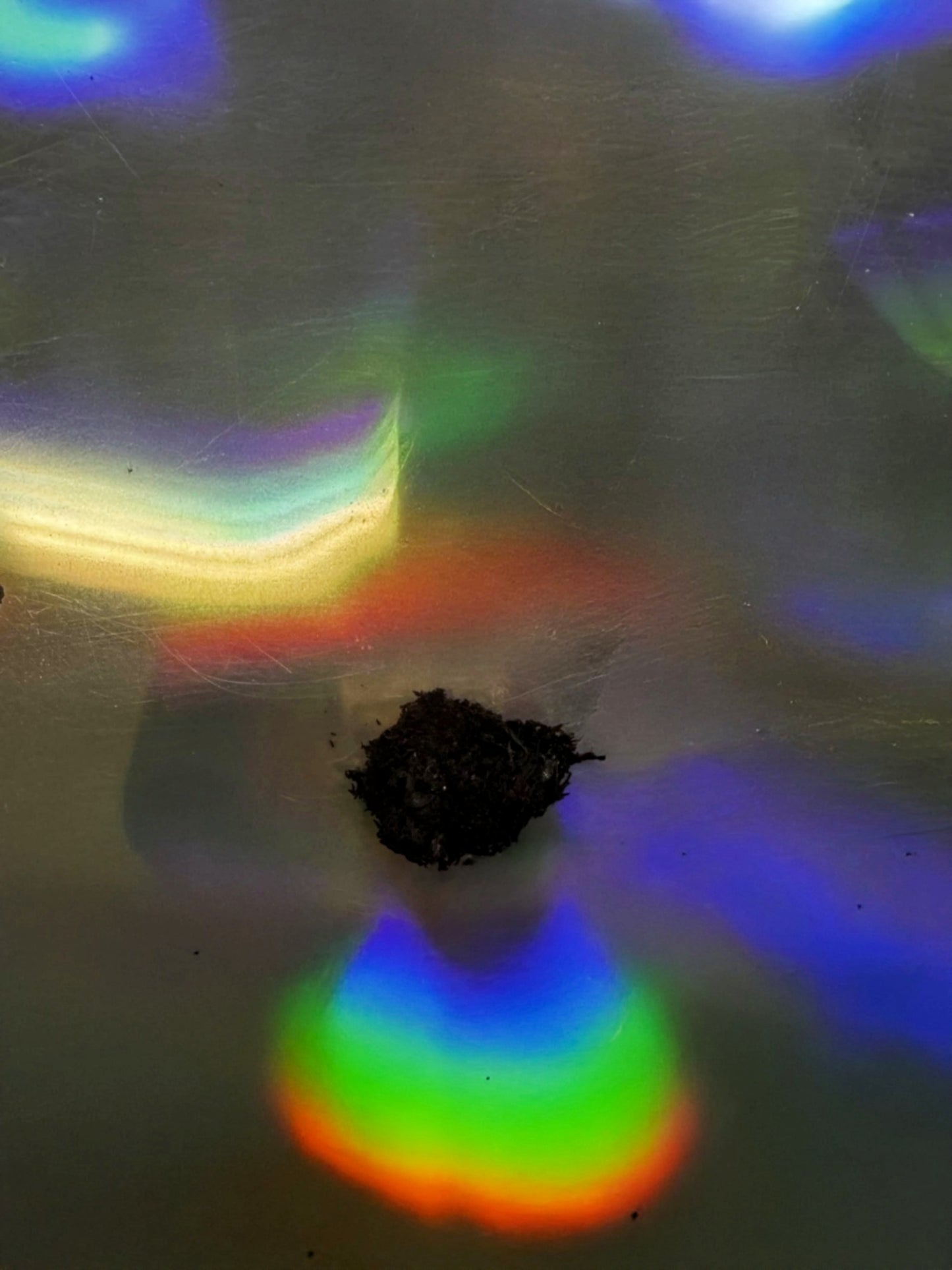 Egyptian Waterlily Extract