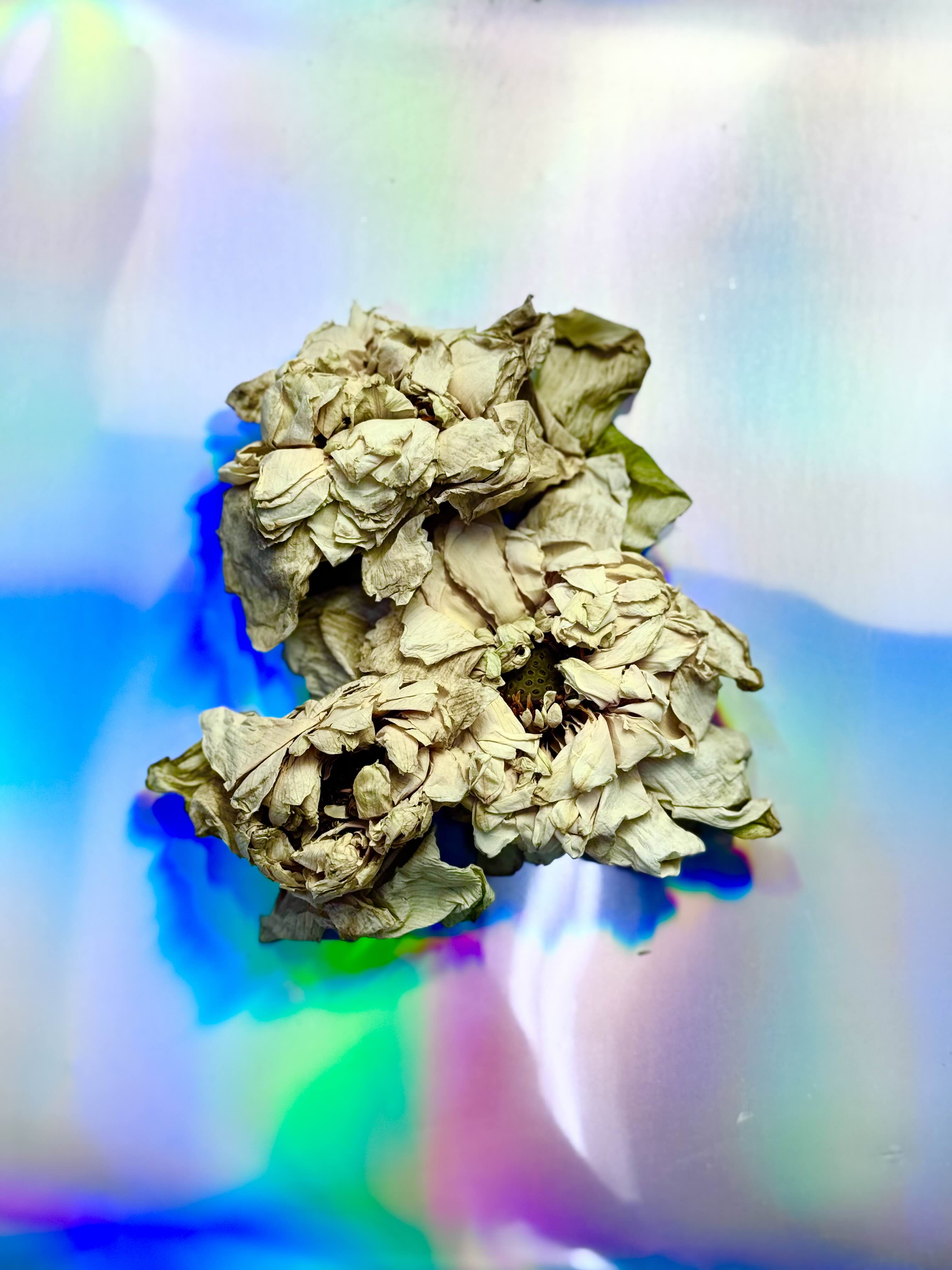 Dried white nelumbo lotus flowers with layered petals, photographed on an iridescent holographic background.