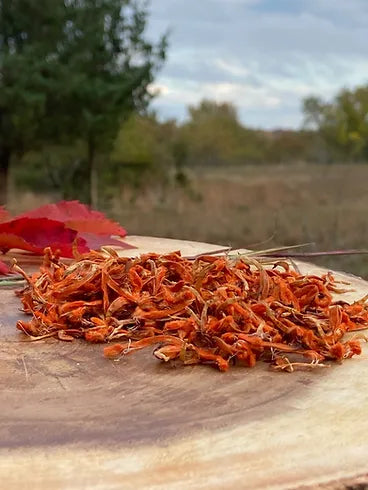 Close-up of dried wild dagga flowers with bright orange petals, loosely arranged on a wooden surface outdoors with a natural field background.