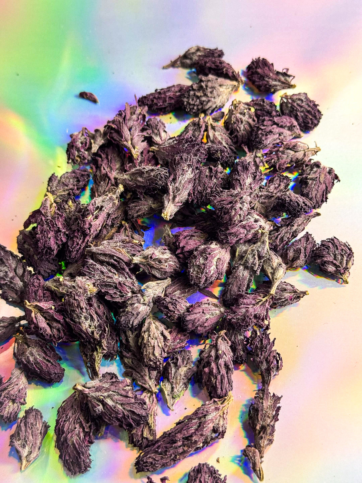 Wild harvested Indian warrior flower buds, Pedicularis densiflora