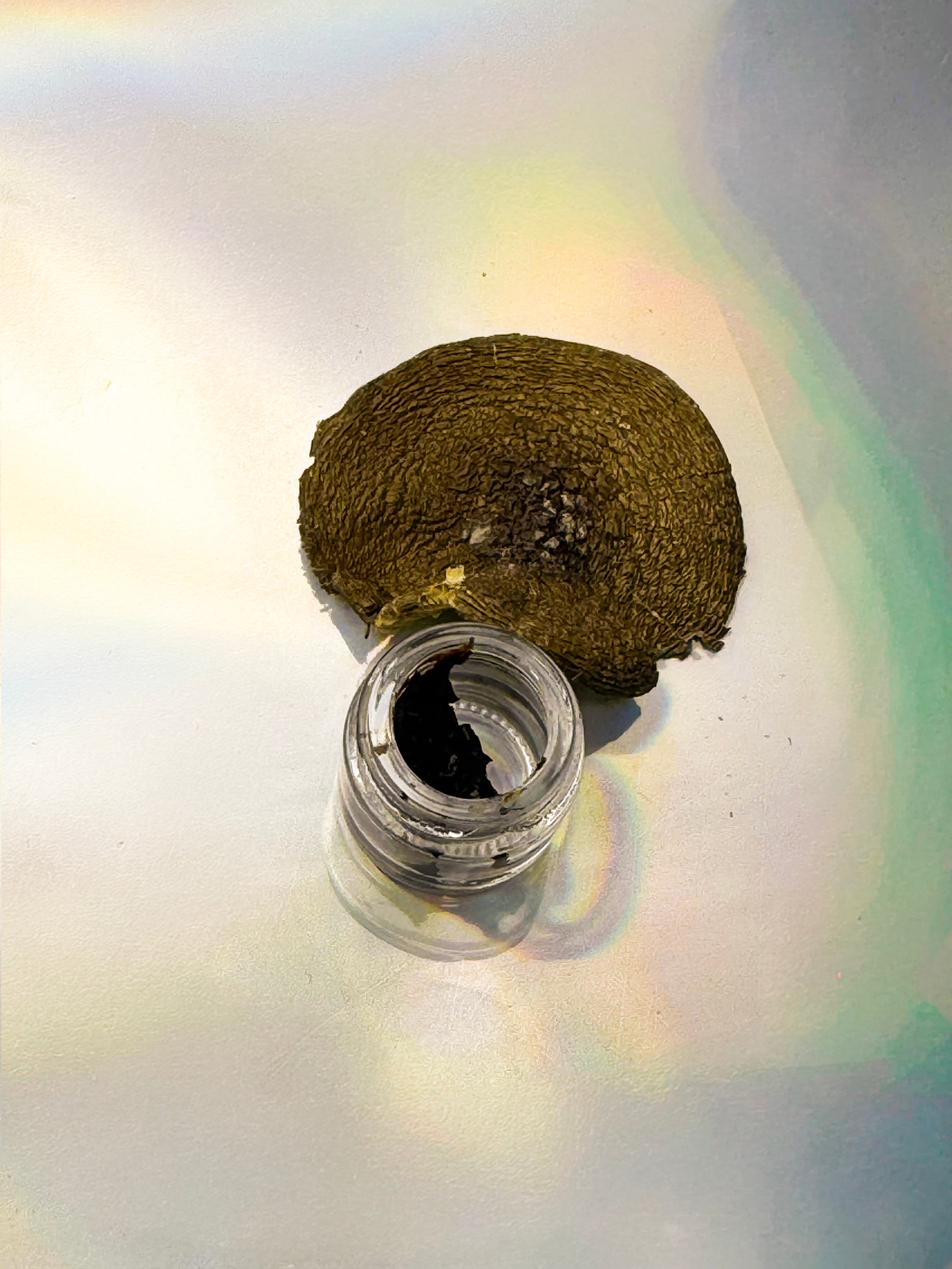Amanita Pantherina Extract