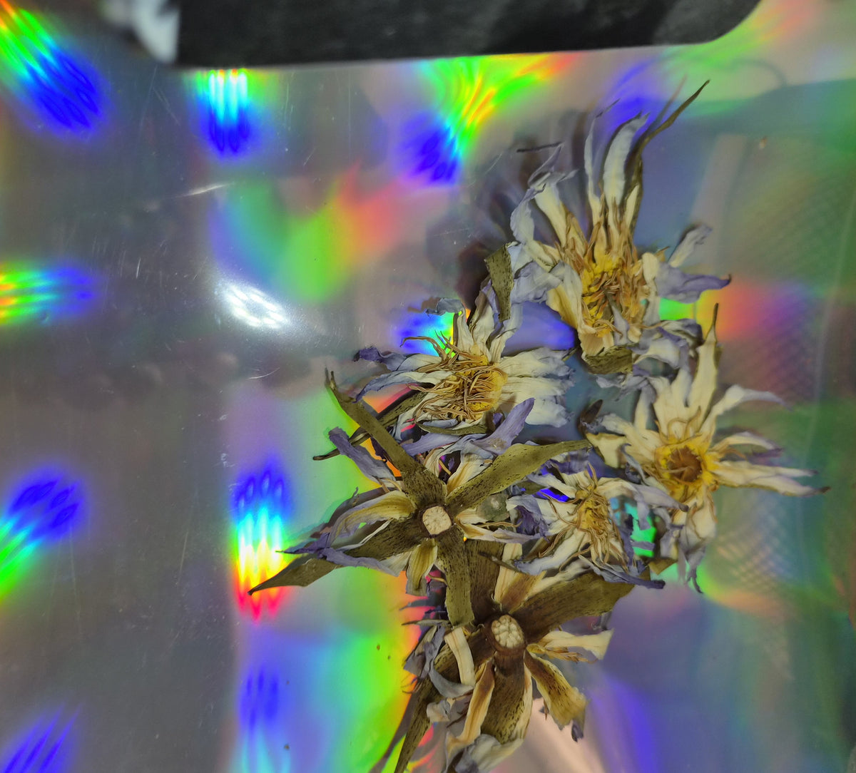 Cluster of whole dried True Egyptian blue lotus flowers, Nymphaea caerulea, shown from above on a holographic sheet.