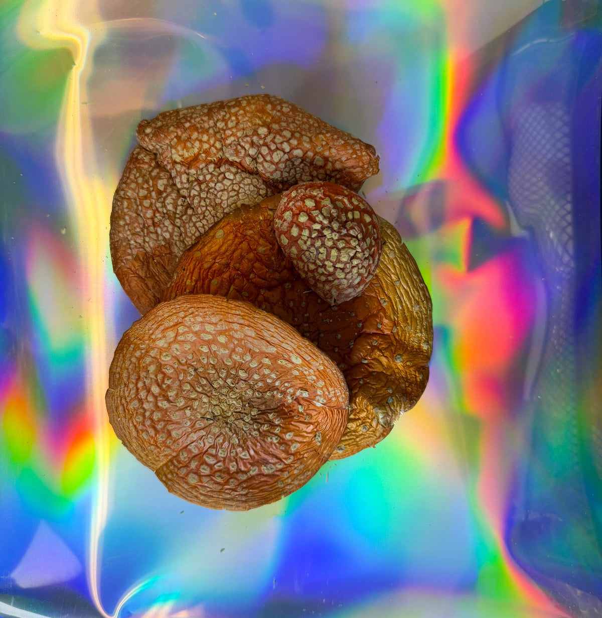 Why Amanita Muscaria Is Invisible to Almost Every Drug Test