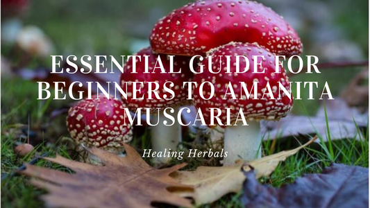 Amanita Muscaria