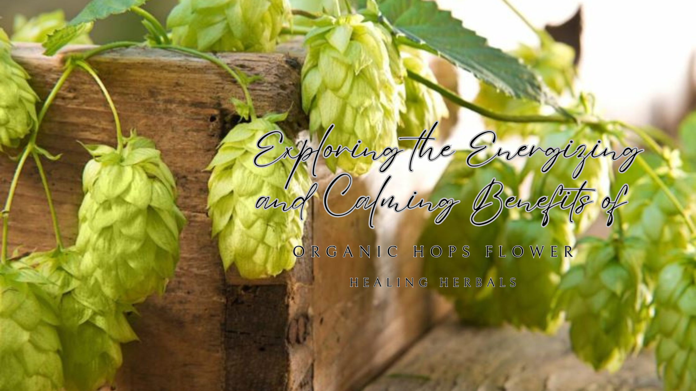 Exploring the Energizing and Calming Benefits of Organic Hops Flower
