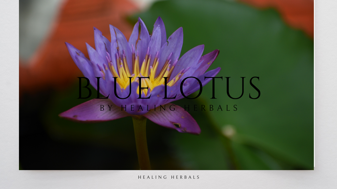 Reveal Blue Lotus Active Ingredients for Vibrant Health