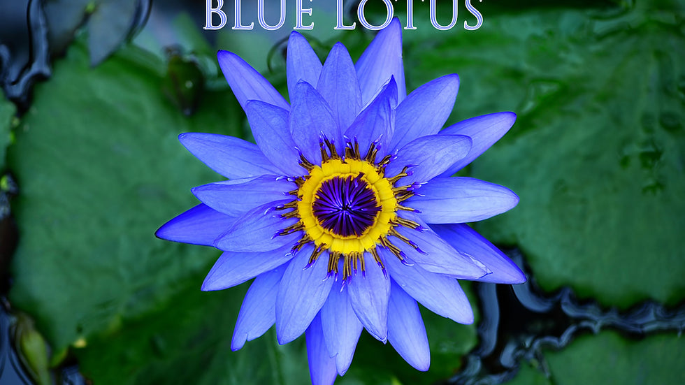 What is Blue Lotus?