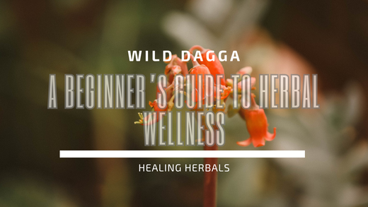 Wild Dagga: A Beginner’s Guide to Herbal Wellness