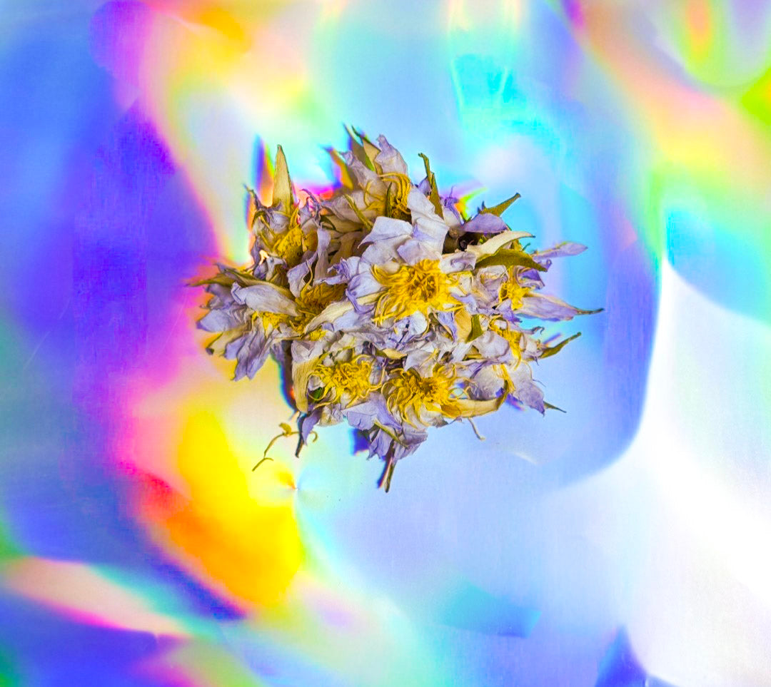 True Egyptian Blue Lotus vs What's Sold Online: What the UC Berkeley Study Found